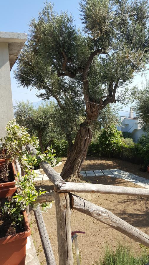Hotel Sorrento Garden Extérieur photo